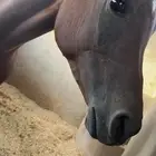 فرس واهوا بنت مجلاد الثالث وأمها بنت اكساليبر