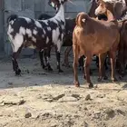 معزا دفيع قرايب تم البيع