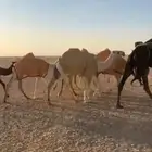 تماميه مفروده