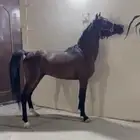 حصان شعبي ينافس الواهو
