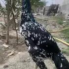 دجاجه سندي