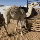 قعود