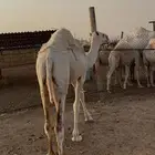 حاشي لباني تحته ارباع باقي ربعين متاحه