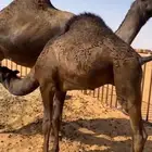 قعود وبكره كفو للبيع