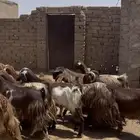 معزا مصريات صنف