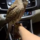 للبيع باشق شبوط