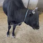 ثرو فحل العمر سن