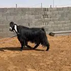 تيس شرط القريع