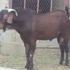 تيس مطور عرض نادر( تم البيع )