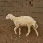 جدع عمر 5 شهور مشروع فحل صحه شرط