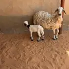 حريه معها رخل