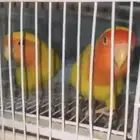 طيور روز زوج للبيع المستعجل