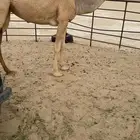 بكار