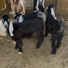 جفار