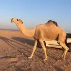 بعير اشقح