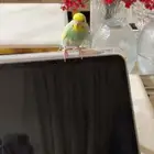 بادجي   مدرب   مايطلب تزاوج يحب يلعب مع صاحبه
