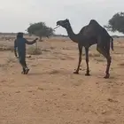 للبيع رحول جذعه