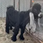 تيس