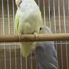 زوج روز وتحته 5 فروخ (تم البيع)