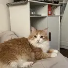 قط لتبني