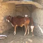 حسلان بلدي فل شحم ( تم البيع )