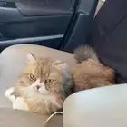 قط ذكر للتبني