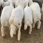 طليان حري ذبائح
