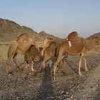 خلفتين حمر مشروطات