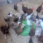 فروخ دجاج فري ماكنتوش وشوكي