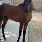 احصان شعبي