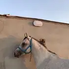 حصان شعبي