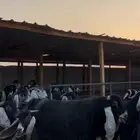 معزا عوارض