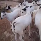 تيوس مناسبات جدعان