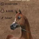 مزاد خيل لشعبي والواهو