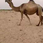 لقحه شقحا ككفو وطيبه متلي اولادها قريب باذن الله
