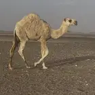 حشو قصب للبيع