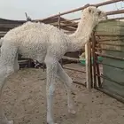 للبيع قعود ضيار