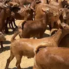 تيوس وعنقان تم البيع
