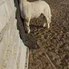 فحل جذع حري