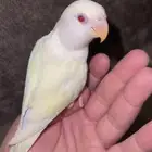 روز هدد نشبه