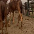 قعدان للبيع