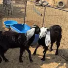 جفرات للبيع في القويعية