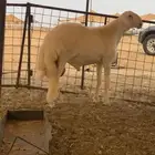 مشروع فحل صنف