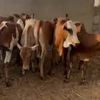 حسلان بلدي تم البيع