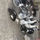للبيع بط البري الخضيري مصري فاخر