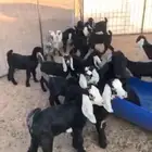 معزا ولد سرحه العدد 21 معها 22 الموقع الحناكيه