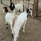 جفرات مشاريك