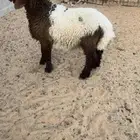 خروف نعيمي صنف ( تم البيع )