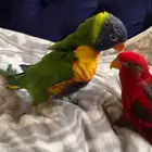 لوري أليف