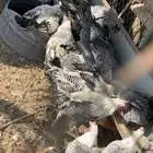 دجاج فيومي وبلدي